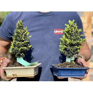 Tis japonský (Taxus cuspidata) - výška 25+ cm, BONSAJ MISA